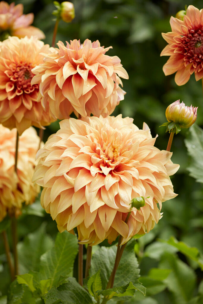 Dahlia Dekorativ Great Hercules 1-pack